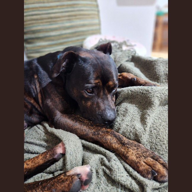 Photo of Roger *$250 Adoption Fee*