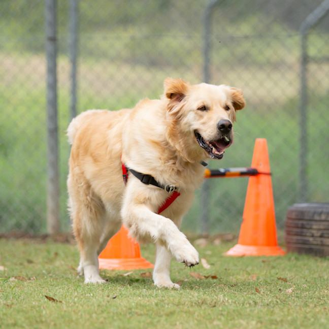 Photo of Ginger