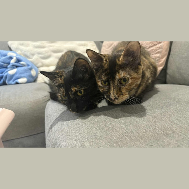 Photo of Violet & Primrose