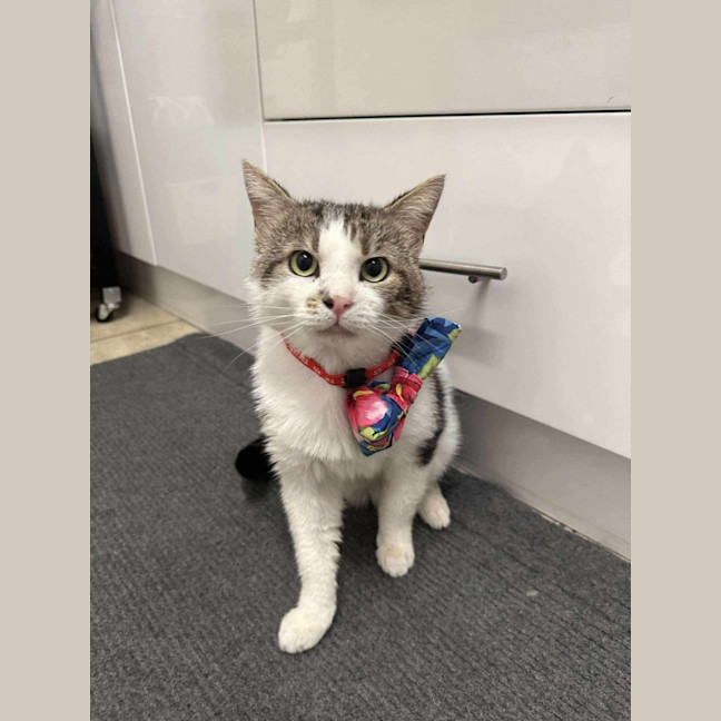 Photo of Mr Worldwide