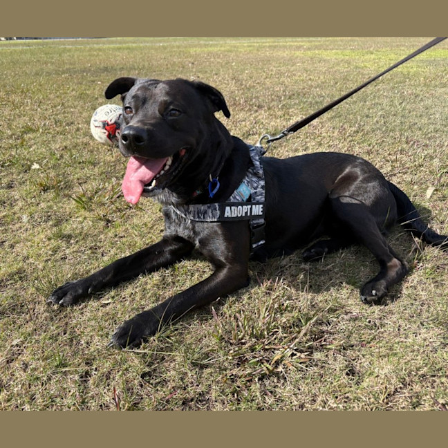 Photo of Odin   3 Year Old Rottweiler X