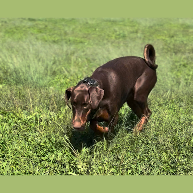 Photo of Ms E Von Dobermann