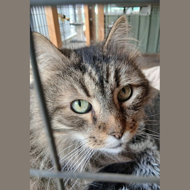 Photo of Whiskas