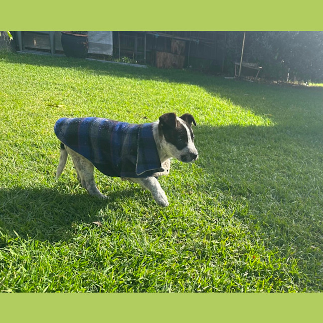 Photo of Shiela (Noo Noo)