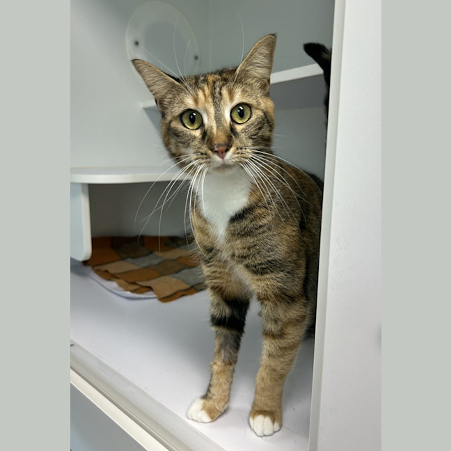 Photo of Athena
