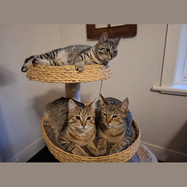 Photo of Checkers