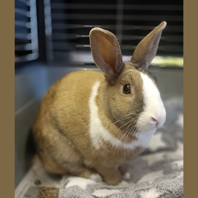 Photo of Juniper