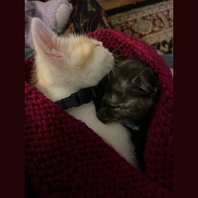 Photo of Burnt Toast 