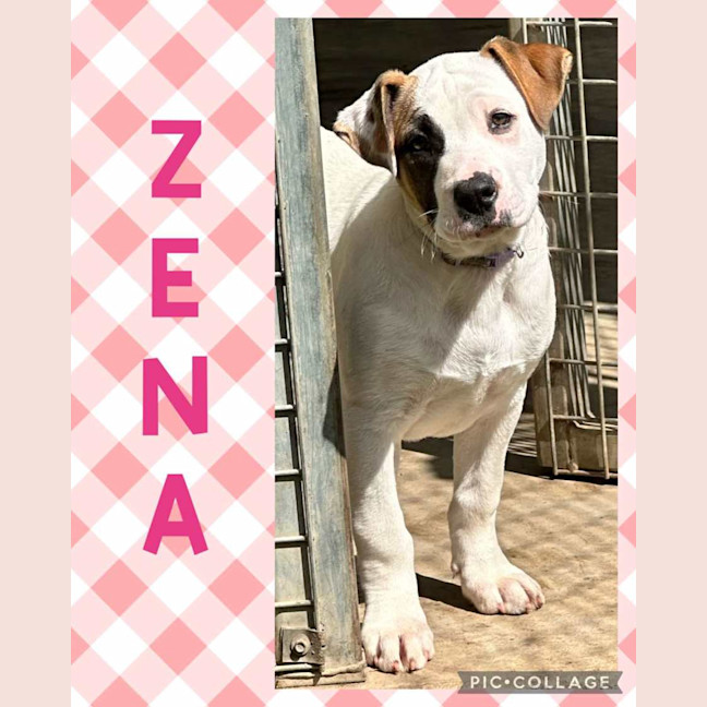 Photo of Zena 