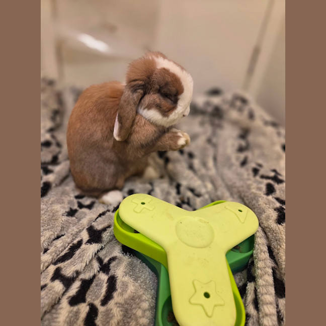 Photo of Snuggles