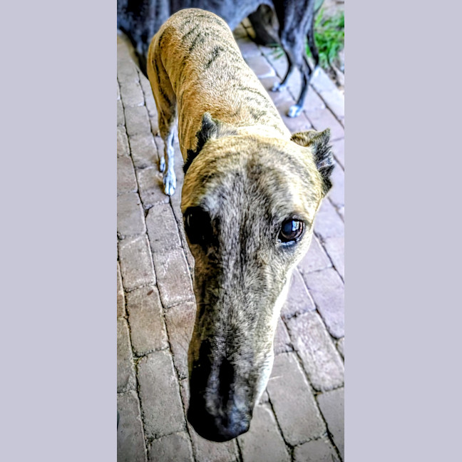 Photo of Silver, The Greyhound