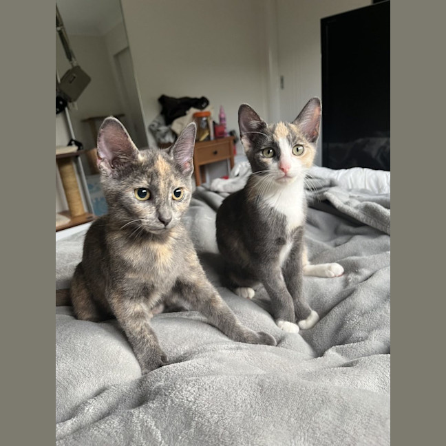 Photo of Vera & Violet