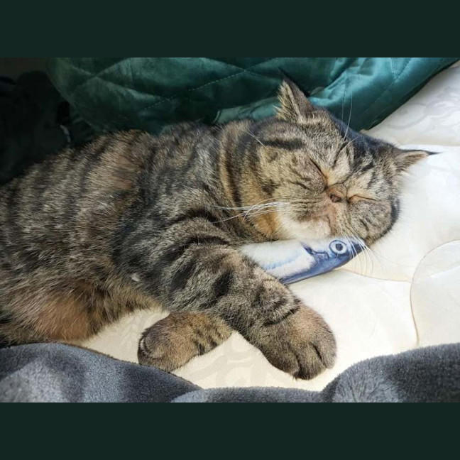 Photo of 🐾Cash🐾