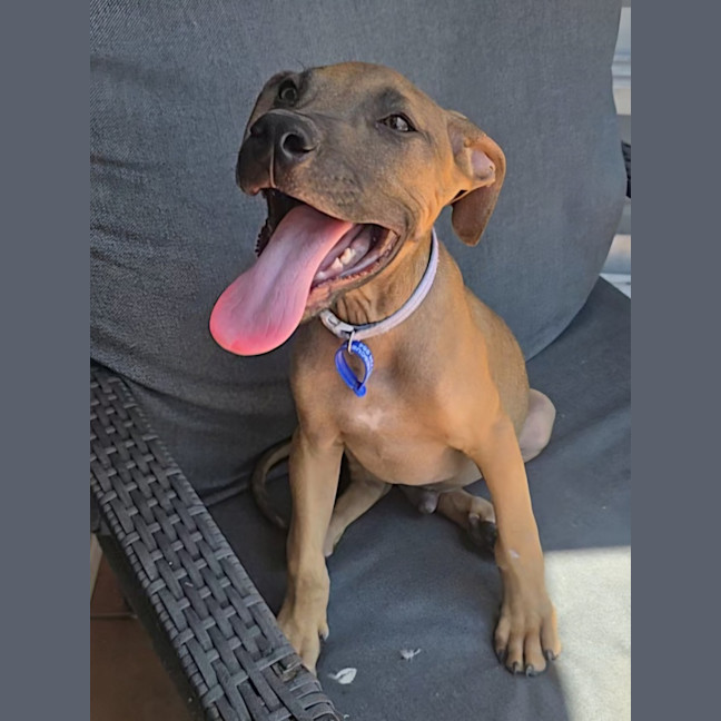 Photo of Theodore   16 Week Old Mixed Breed (Trial)