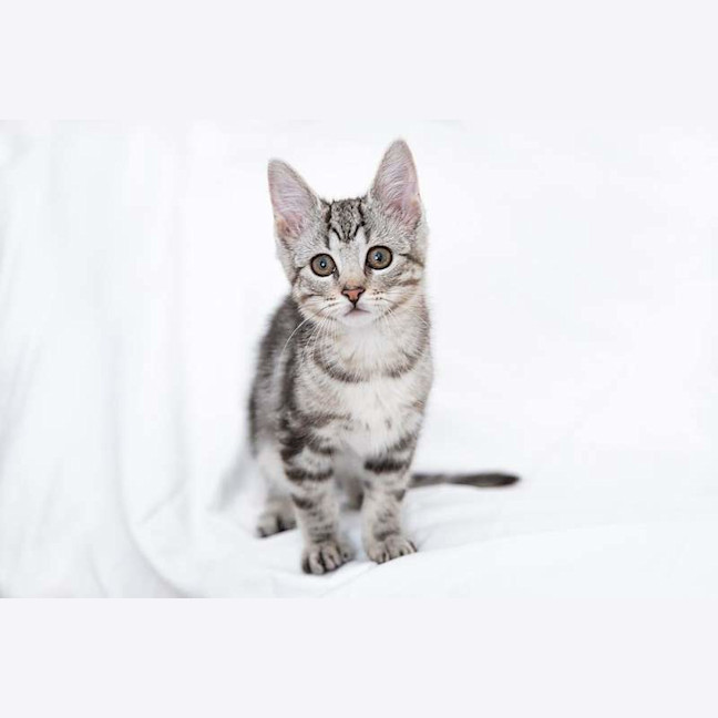 Photo of Biscuit
