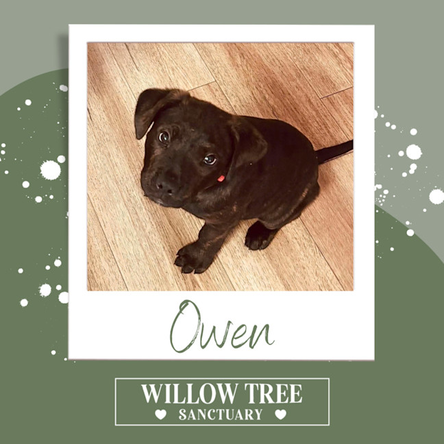 Photo of Owen