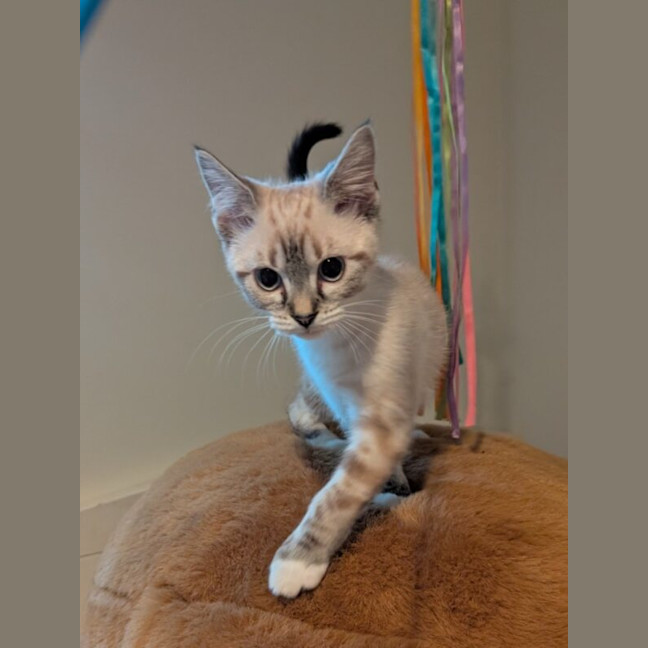 Photo of Hyacinth