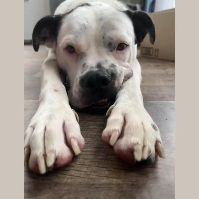 Photo of Nala
