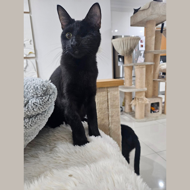 Photo of Patches