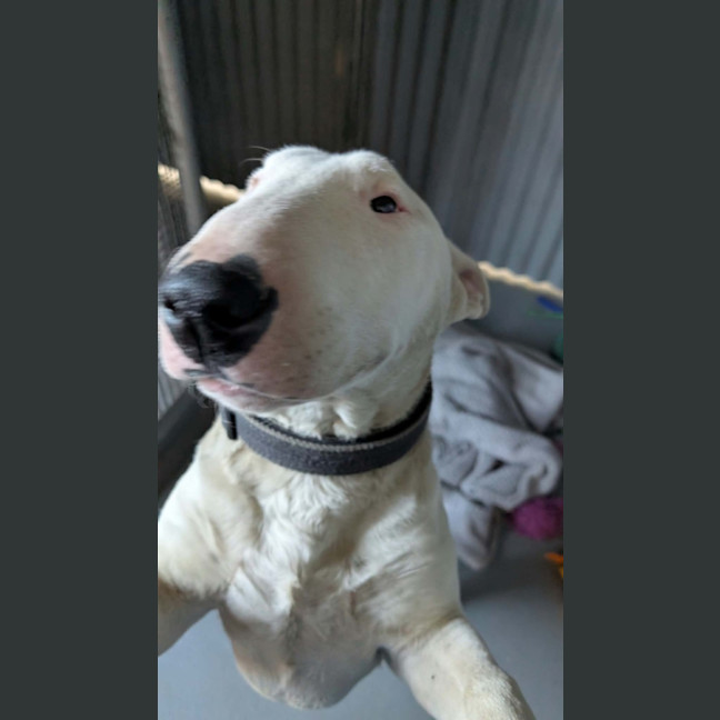 Photo of Loki