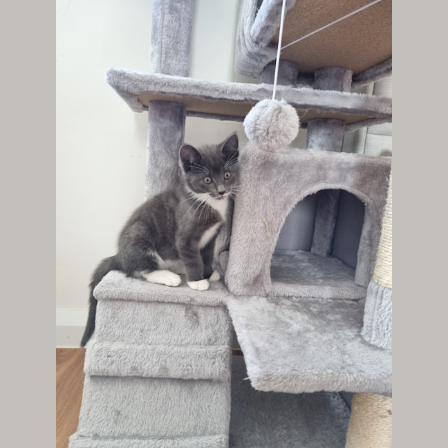 Photo of Louie