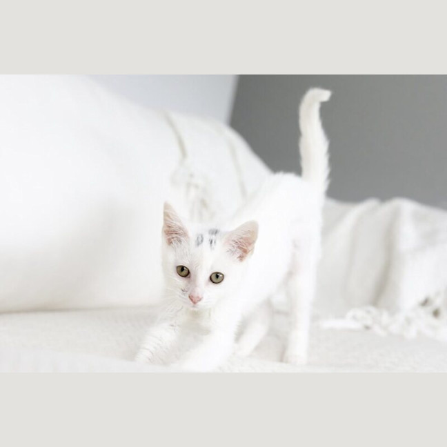 Photo of Puff