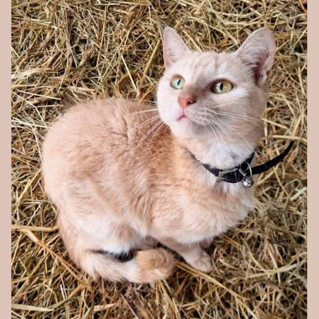 Photo of Tempest 