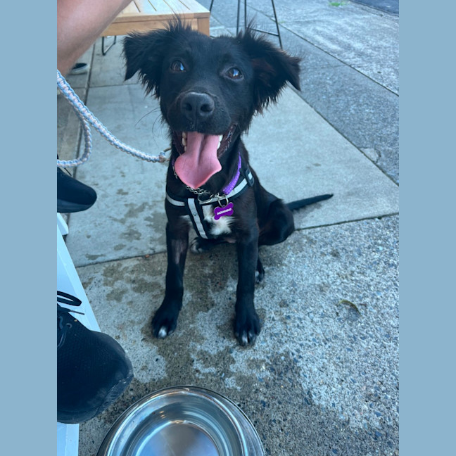 Photo of Piper
