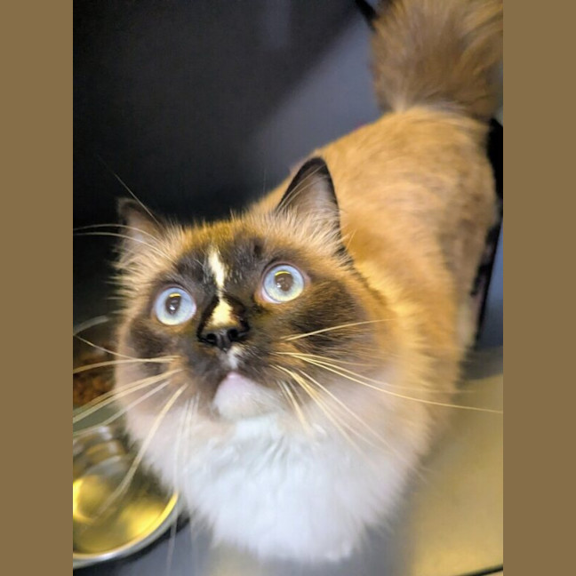 Photo of Luna