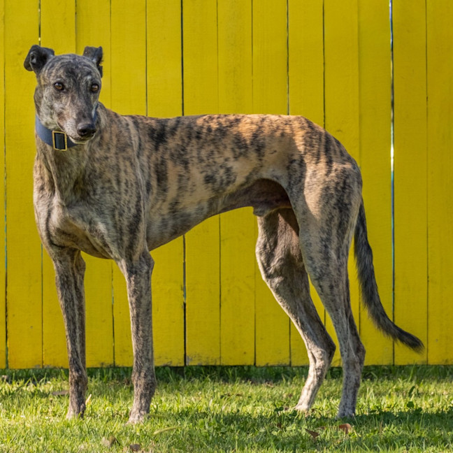 Photo of Pecco The Greyhound