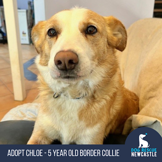 Photo of Chloe   5 Year Old Border Collie