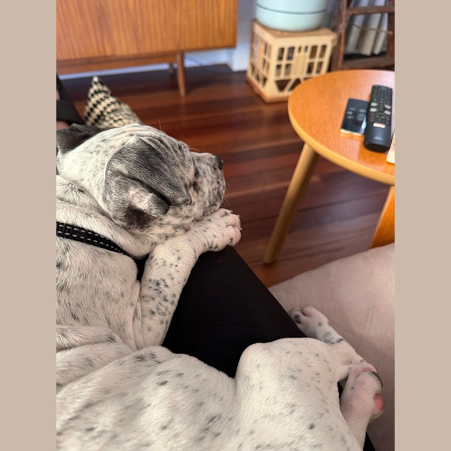 Photo of Charlie   10 Week Old Cattle Dog X