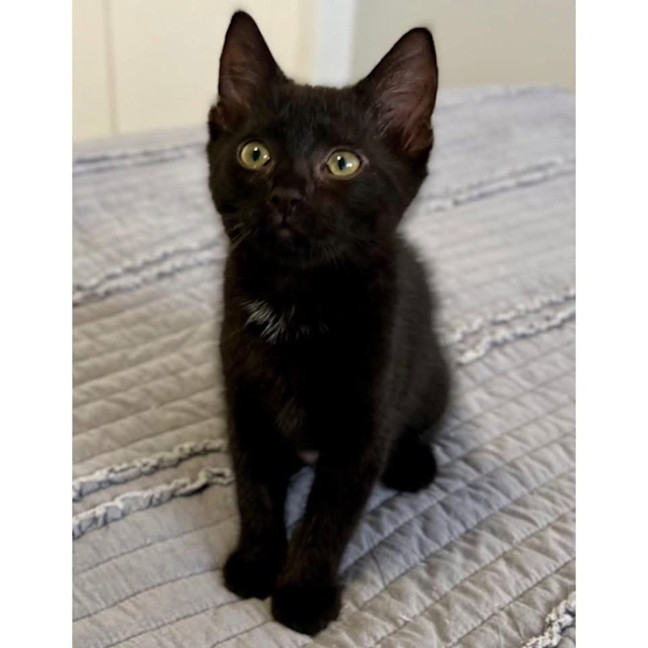 Photo of 12423   Noir