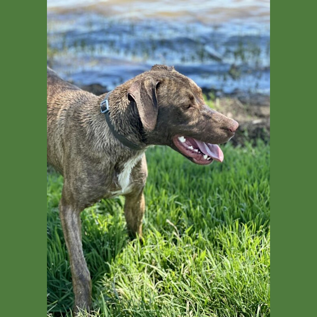 Photo of Scooby