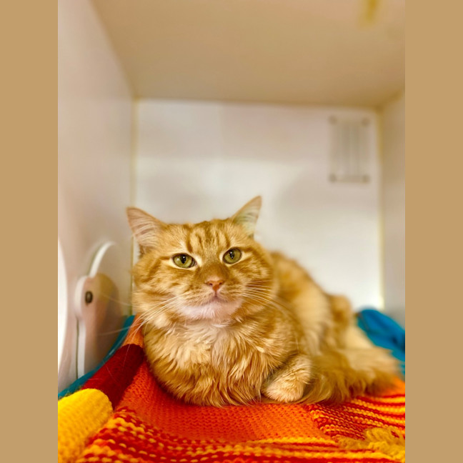 Photo of Shere Kahn