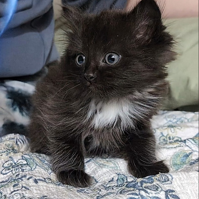 Photo of Frodo
