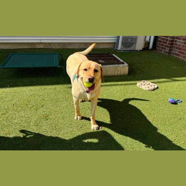 Photo of Archie
