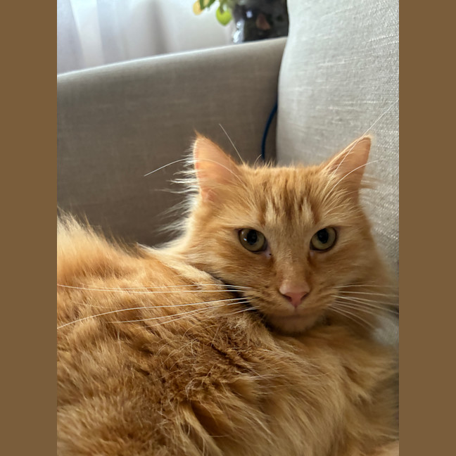 Photo of Juno