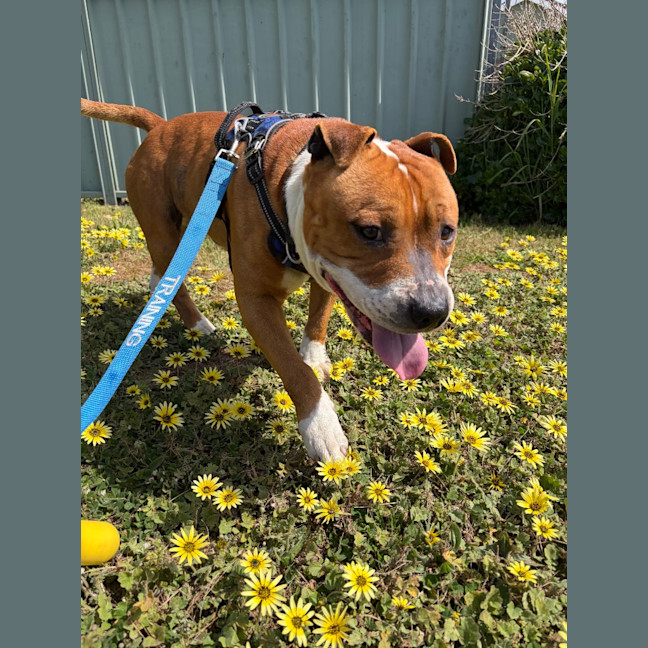 Photo of Raider