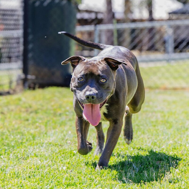 Photo of Luna