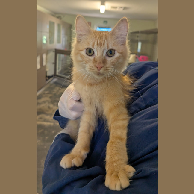 Photo of Carrot