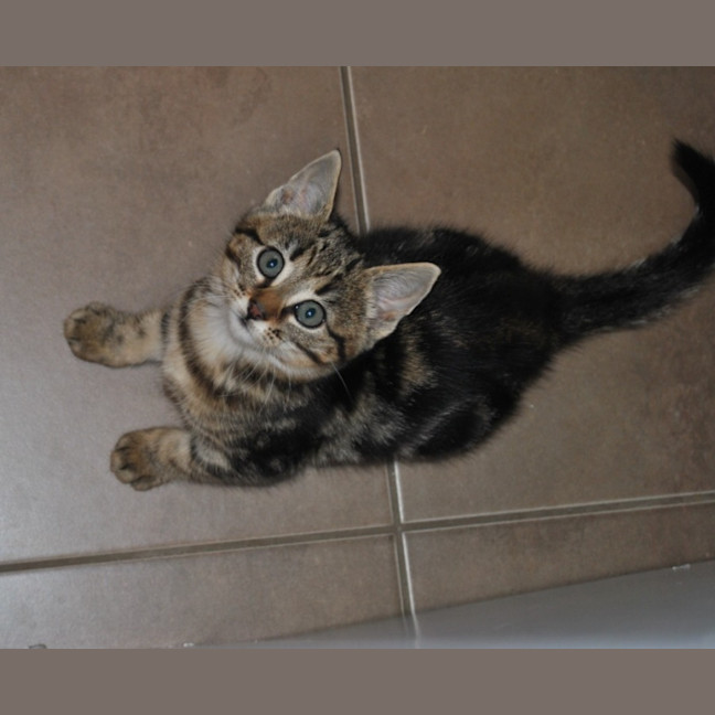 Photo of Juno