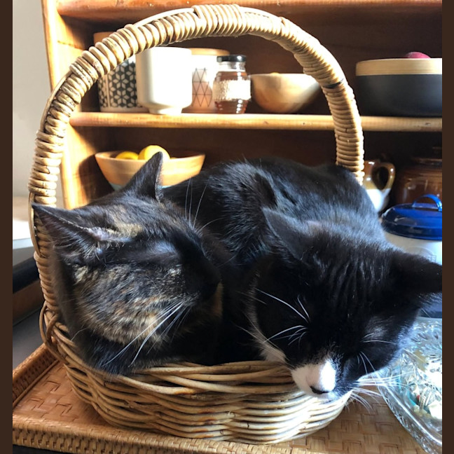 Photo of Stanley & Rosie