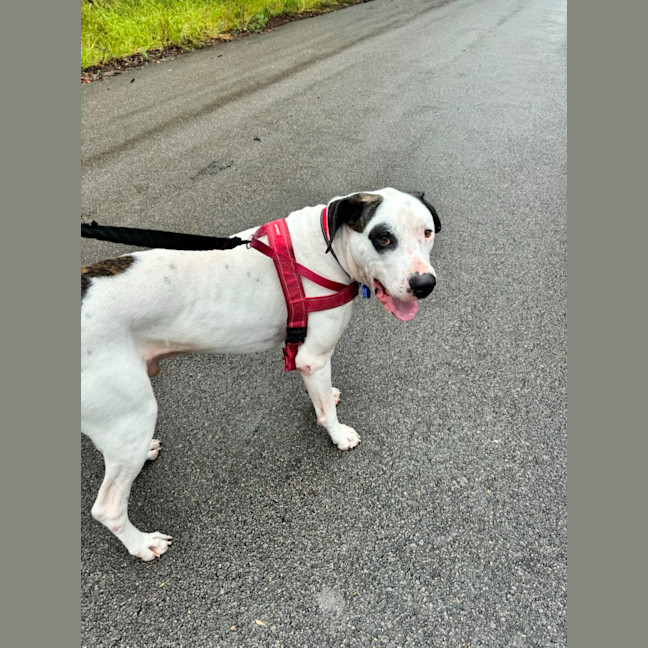 Photo of Bruno   2 Year Old Great Dane X Bull Arab