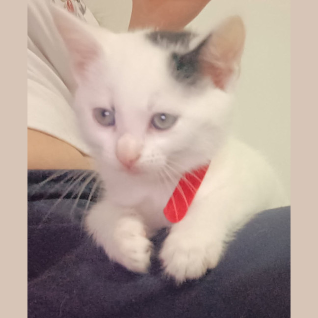 Photo of Comet