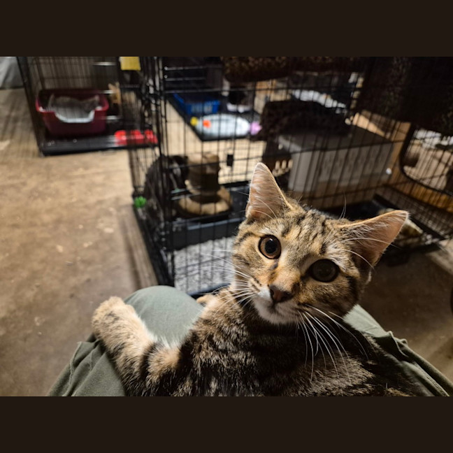 Photo of Autumn   Located In Templestowe