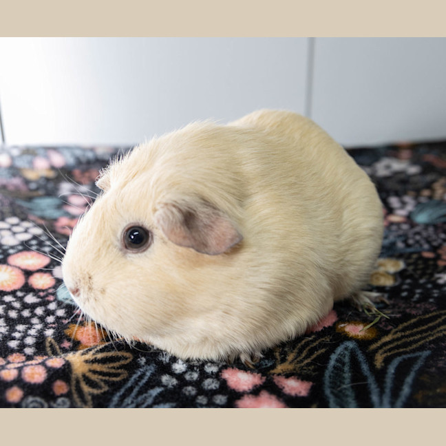 Photo of Peanut