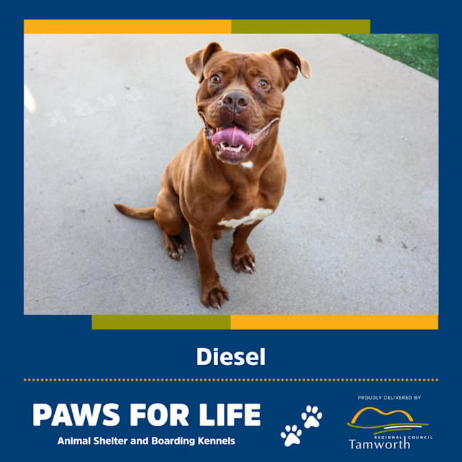 Photo of Diesel