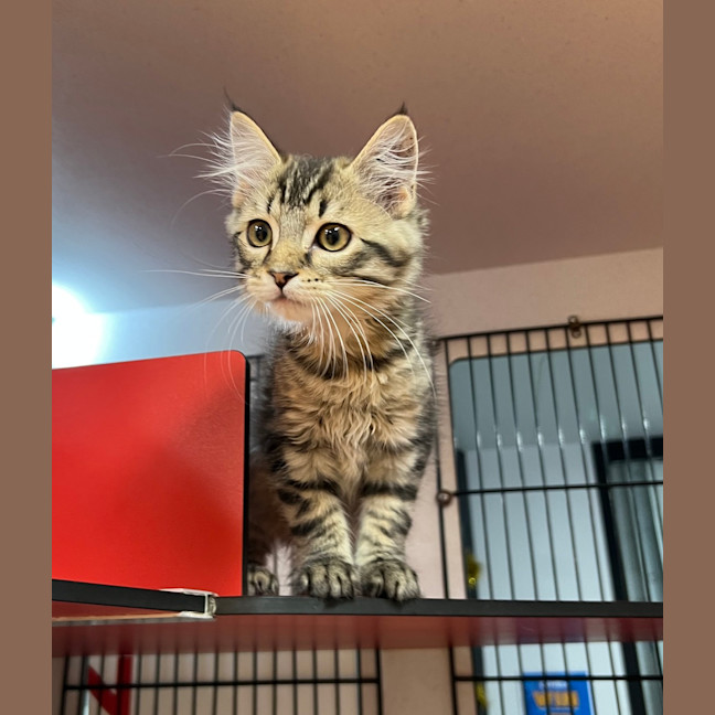 Photo of Nitro