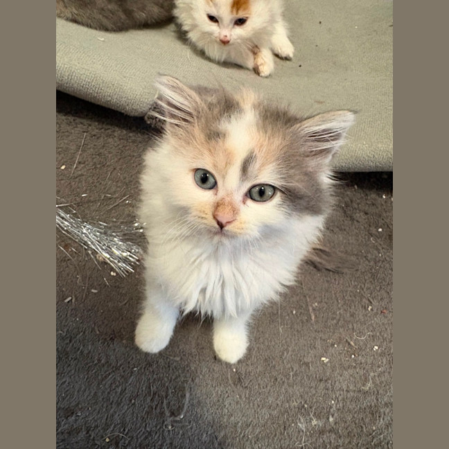 Photo of Peaches N Cream **2nd Chance Cat Rescue**